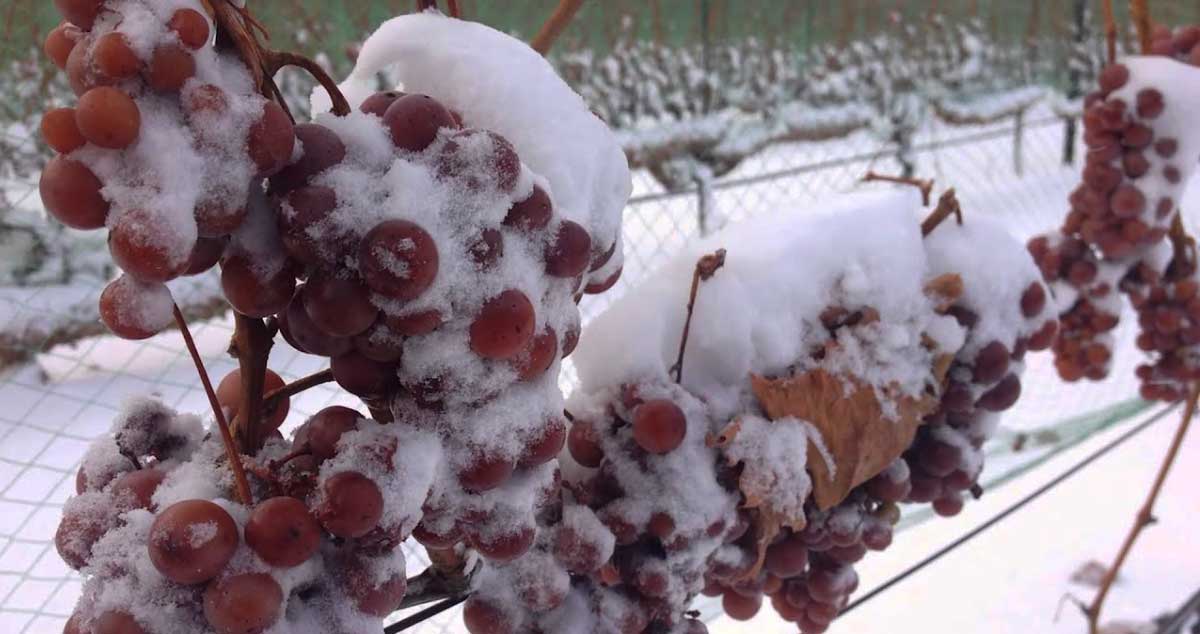 struguri-vin-de-gheata