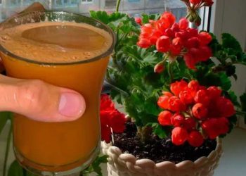florile-din-casă-cu-acestă-băutură-magică