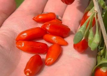 Un fruct care este o adevărată comoară pentru sănătate! Mulți români nu știu cât de sănătos și bun este