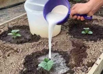 ingrasamant-castraveti