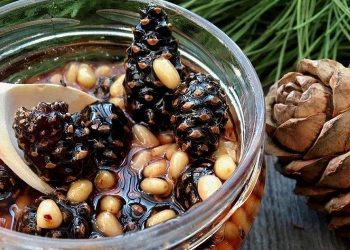 dulceata de conuri cu muguri de pin