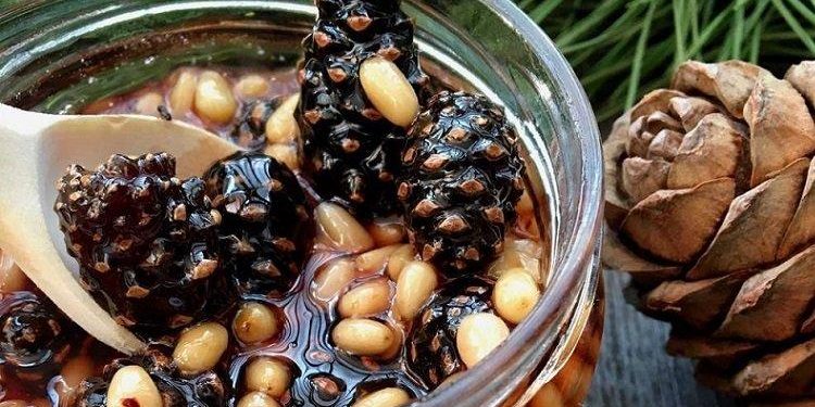 dulceata de conuri cu muguri de pin