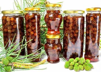 sirop de conuri verzi de brad