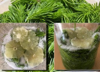 sirop de muguri tineri de brad cu lamaie si zahar