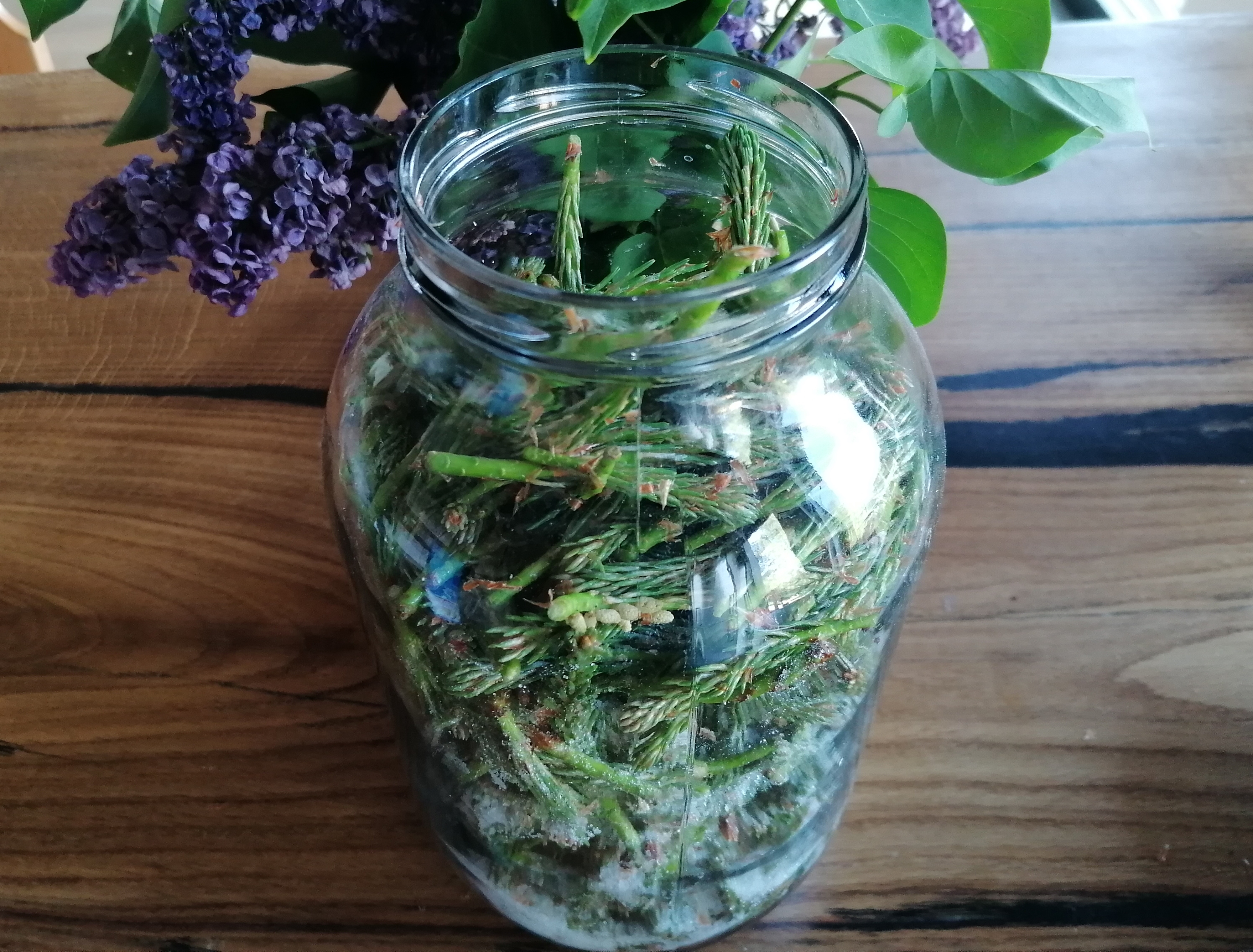 muguri de mesteacăn sirop